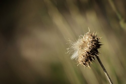 Thistle In Retirement; Thistle blossom aged and near extinction with warm blurred grasses as a background.