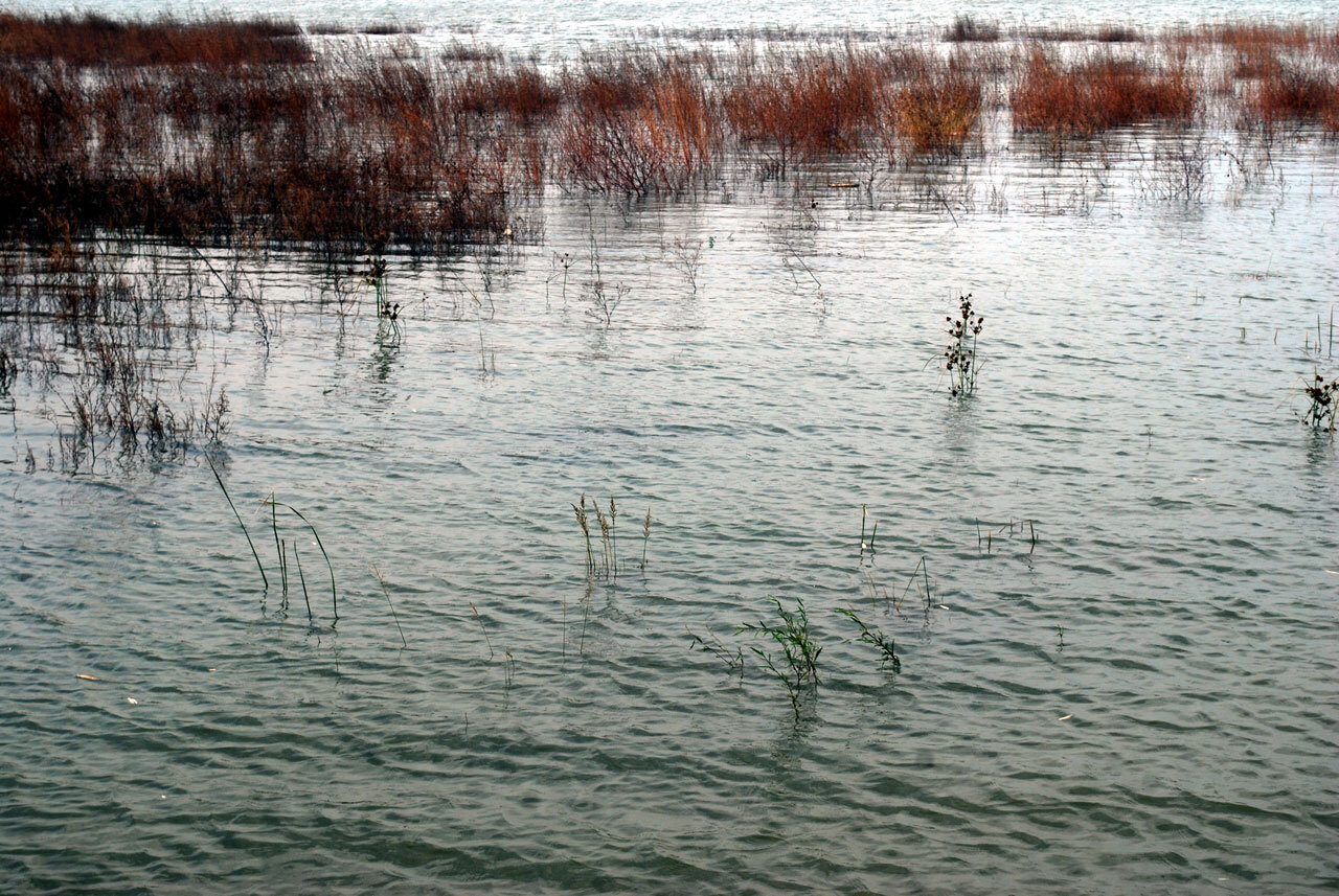 A wetland scene at the Zhengzhou Green Fair Expo