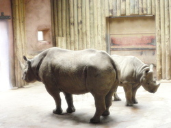 Chester Zoo