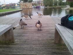 Boat Canal Picnic
