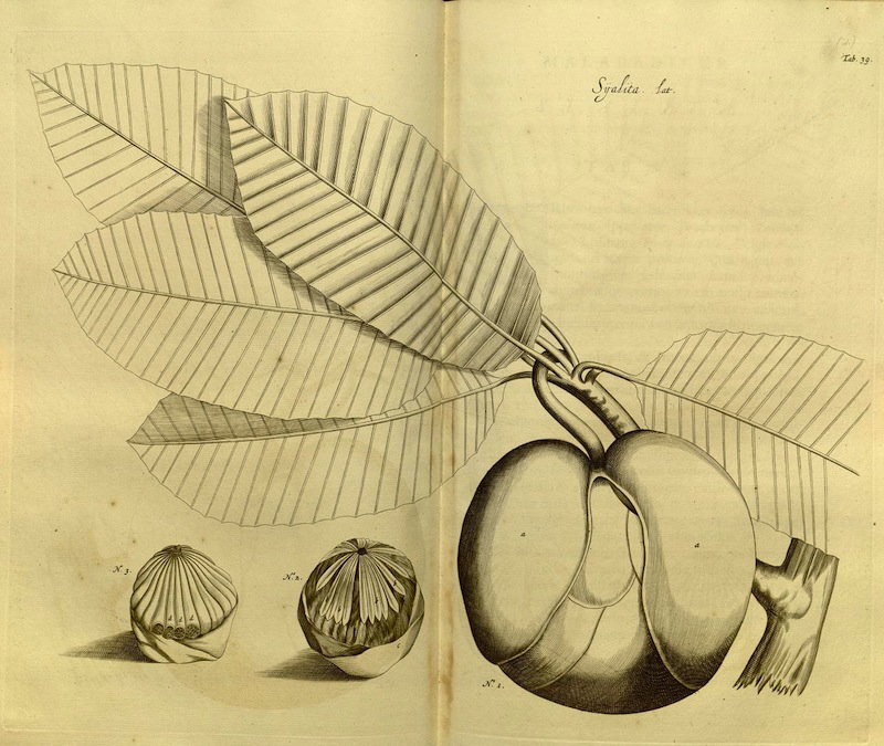 Hortus Malabaricus