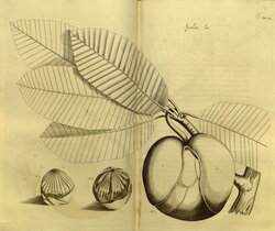 Hortus Malabaricus