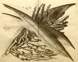 Selected illustrations from the stunning Hortus Malabaricus (Garden of Malabar)