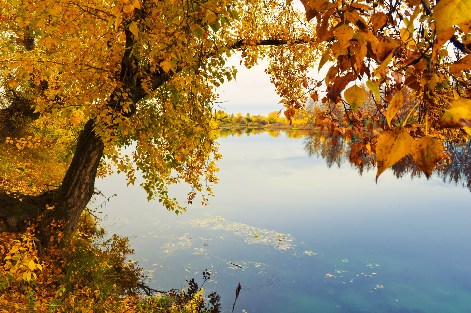 Autumn river bank