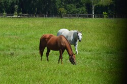 Two Horses in Field