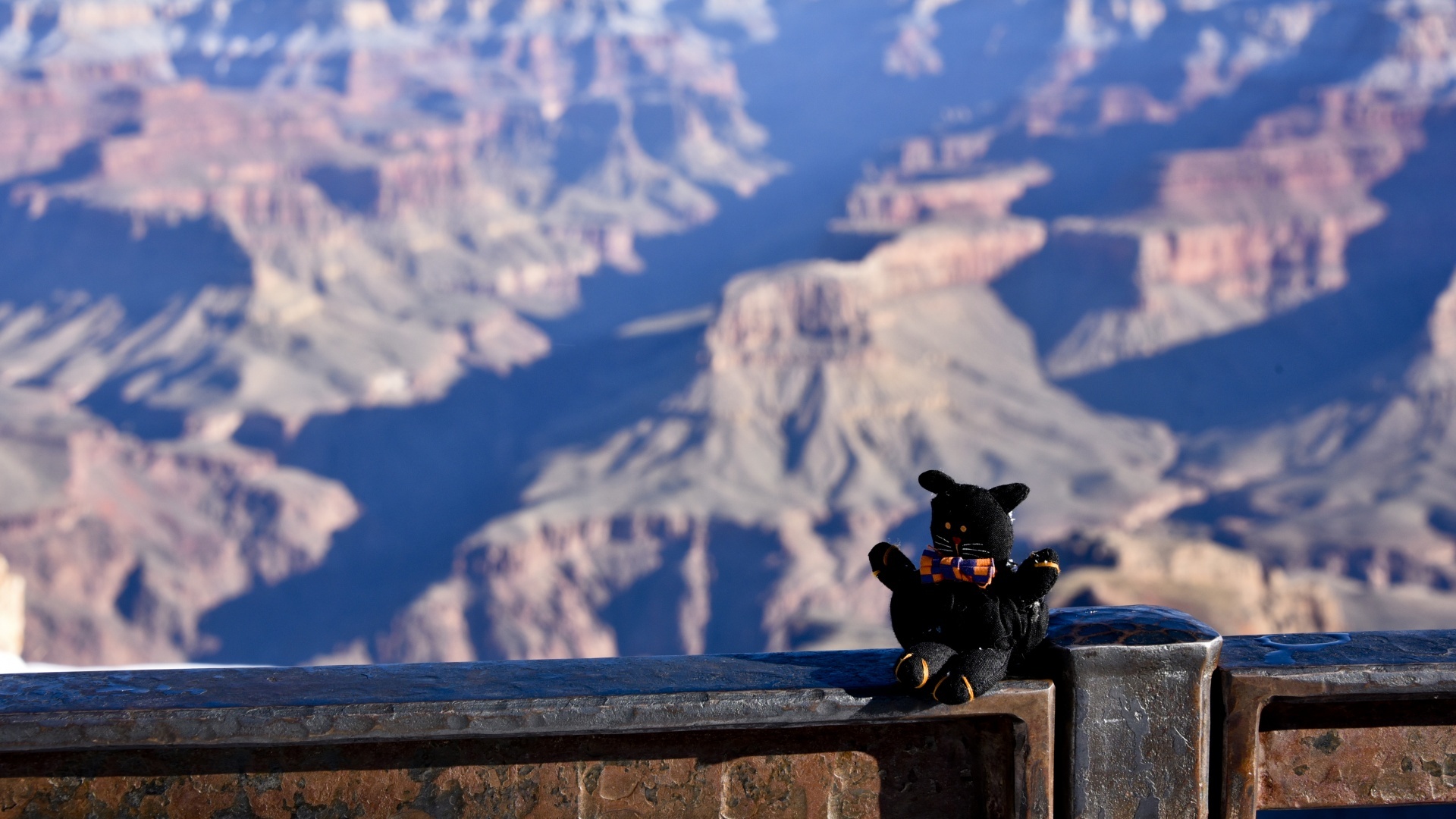 Bow Tie Kitty sees the Grand Canyon in Arizona