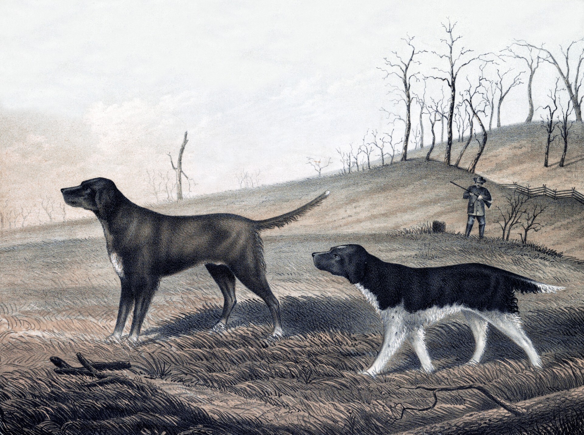 Dogs Hunting
