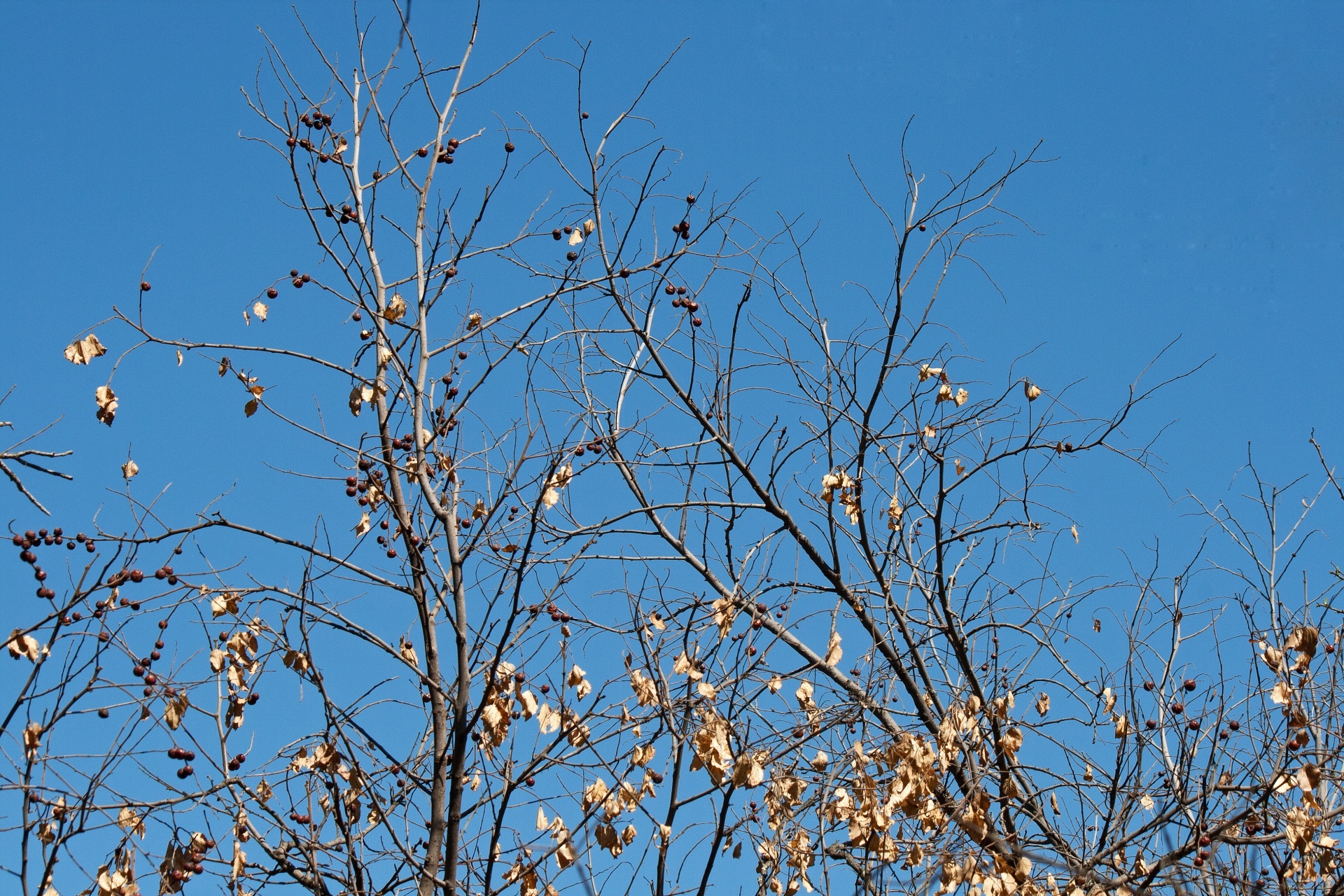 dry leaves and round seeds on a tree against a blue sky