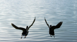 Two ducks flying