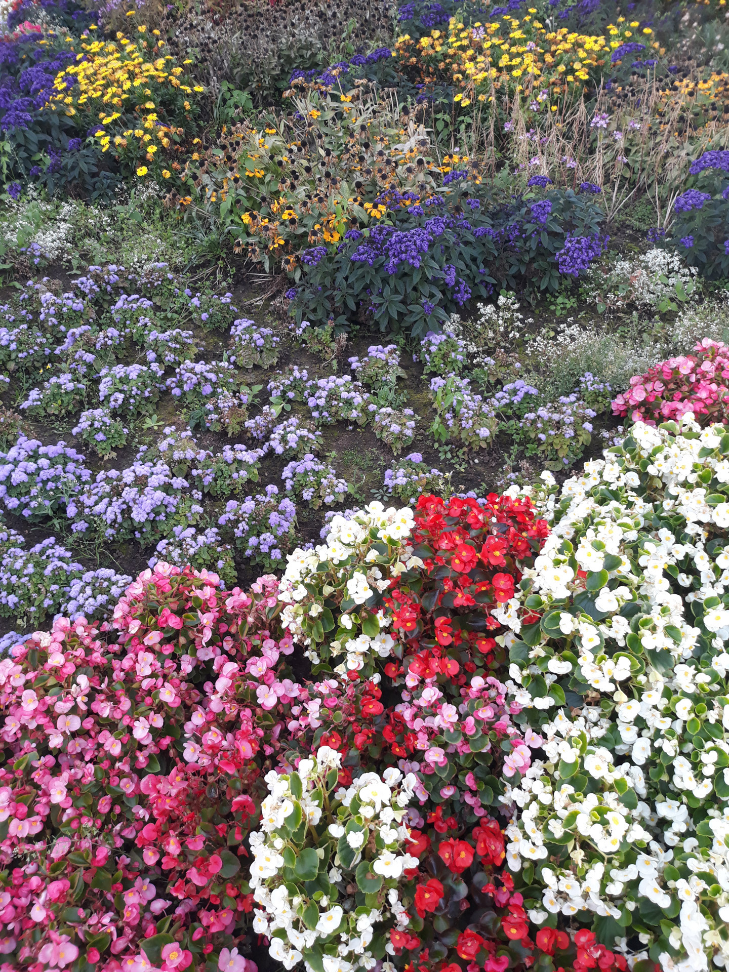Flowers in September