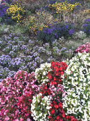 Flowers in September