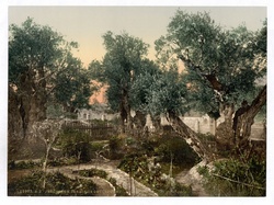 Garden of Gethsemane
