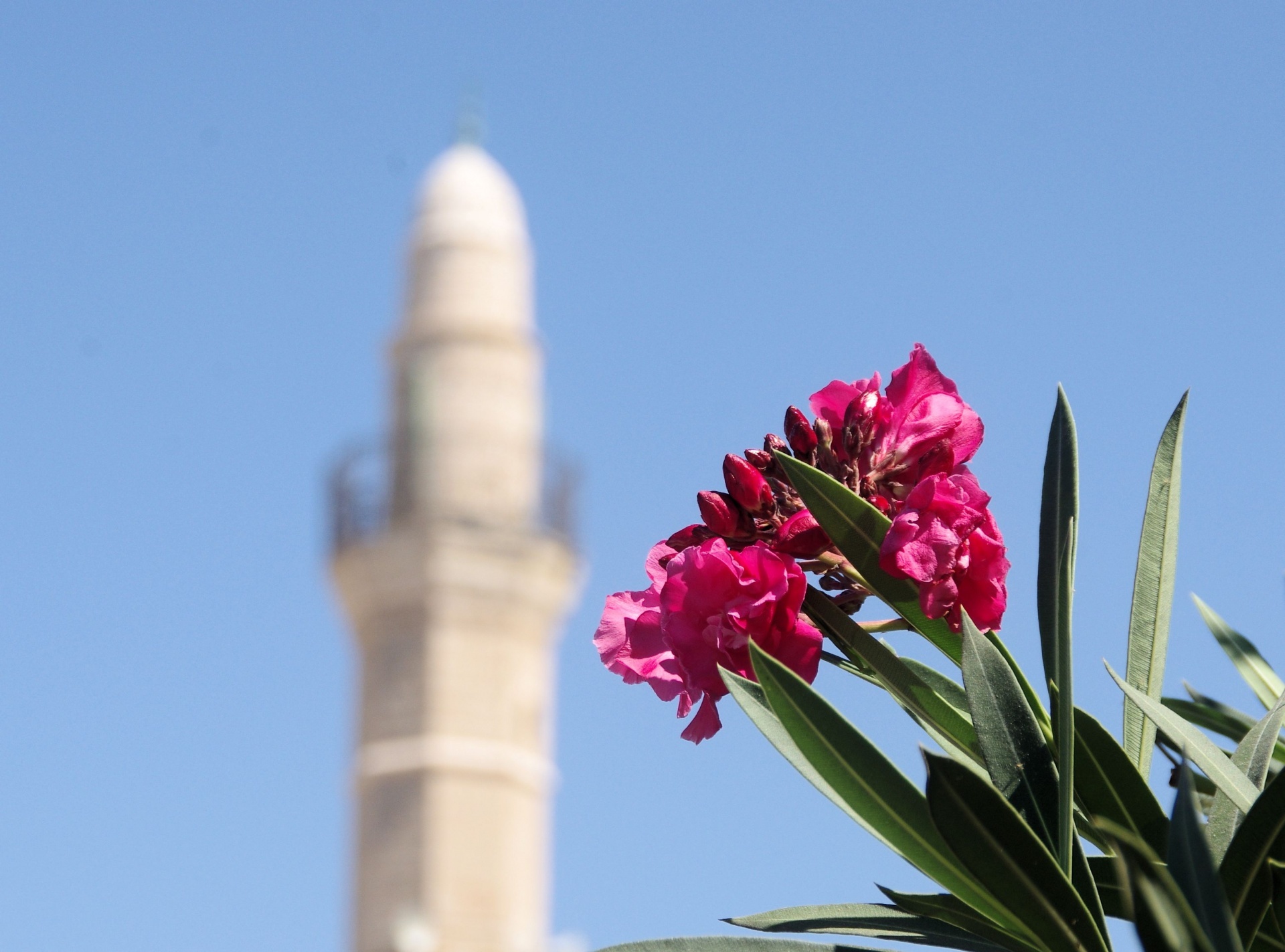 Minaret and pink flowers in Israel