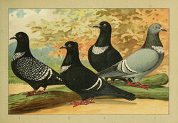 Pigeon Prachtwerk (1906)