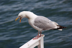 Seagull screaming