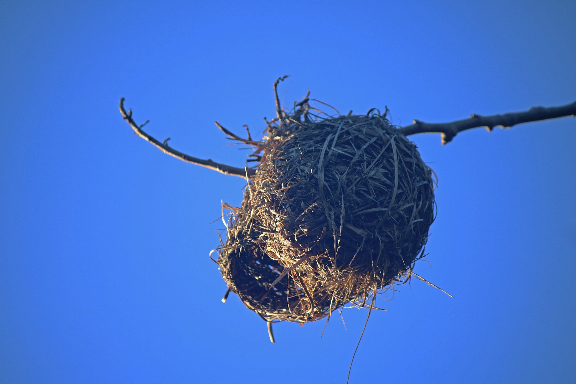 Weaver nest with opening visible against blue sky
