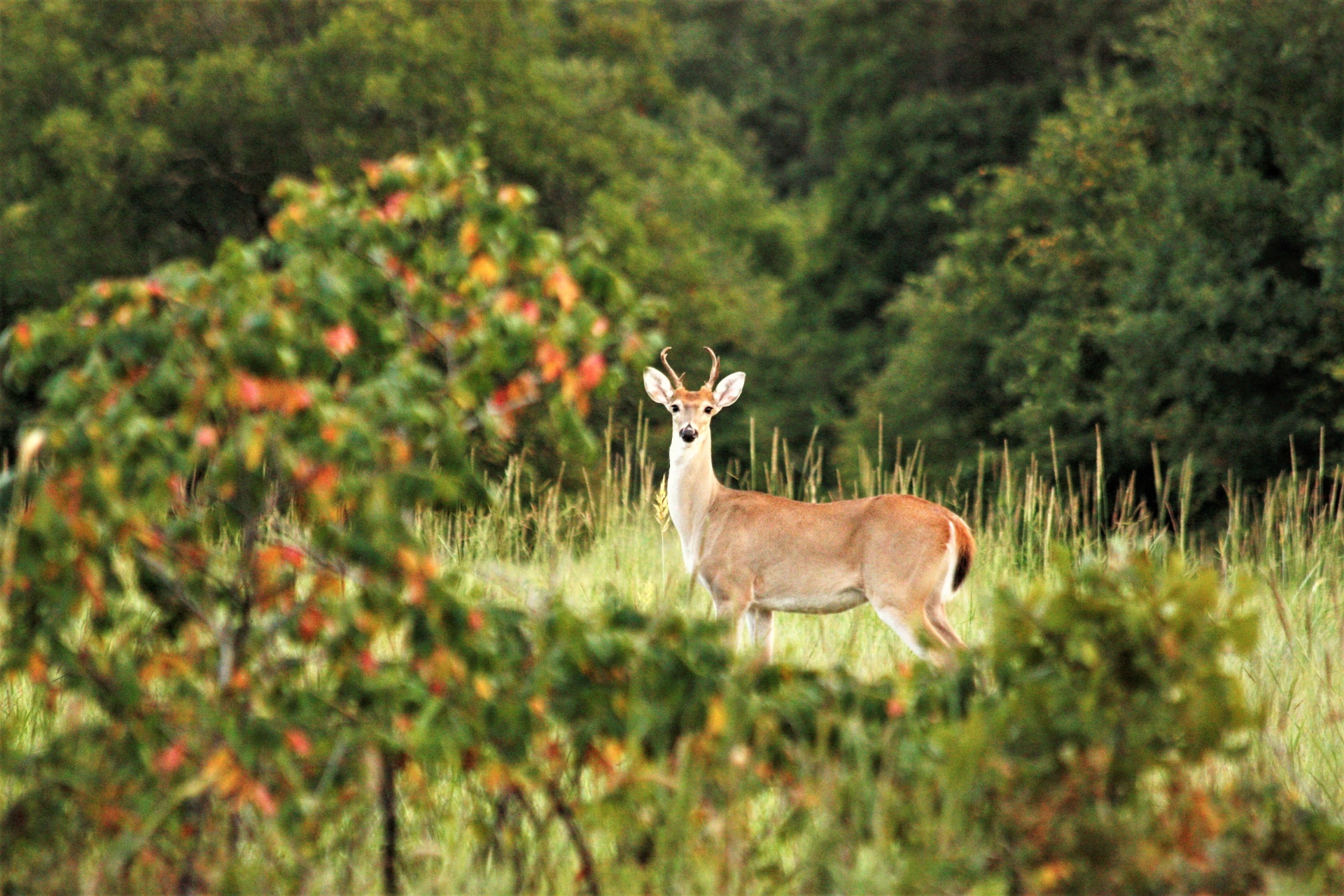 A young white-tail buck deer sees me as I take his picture through the trees in early fall.