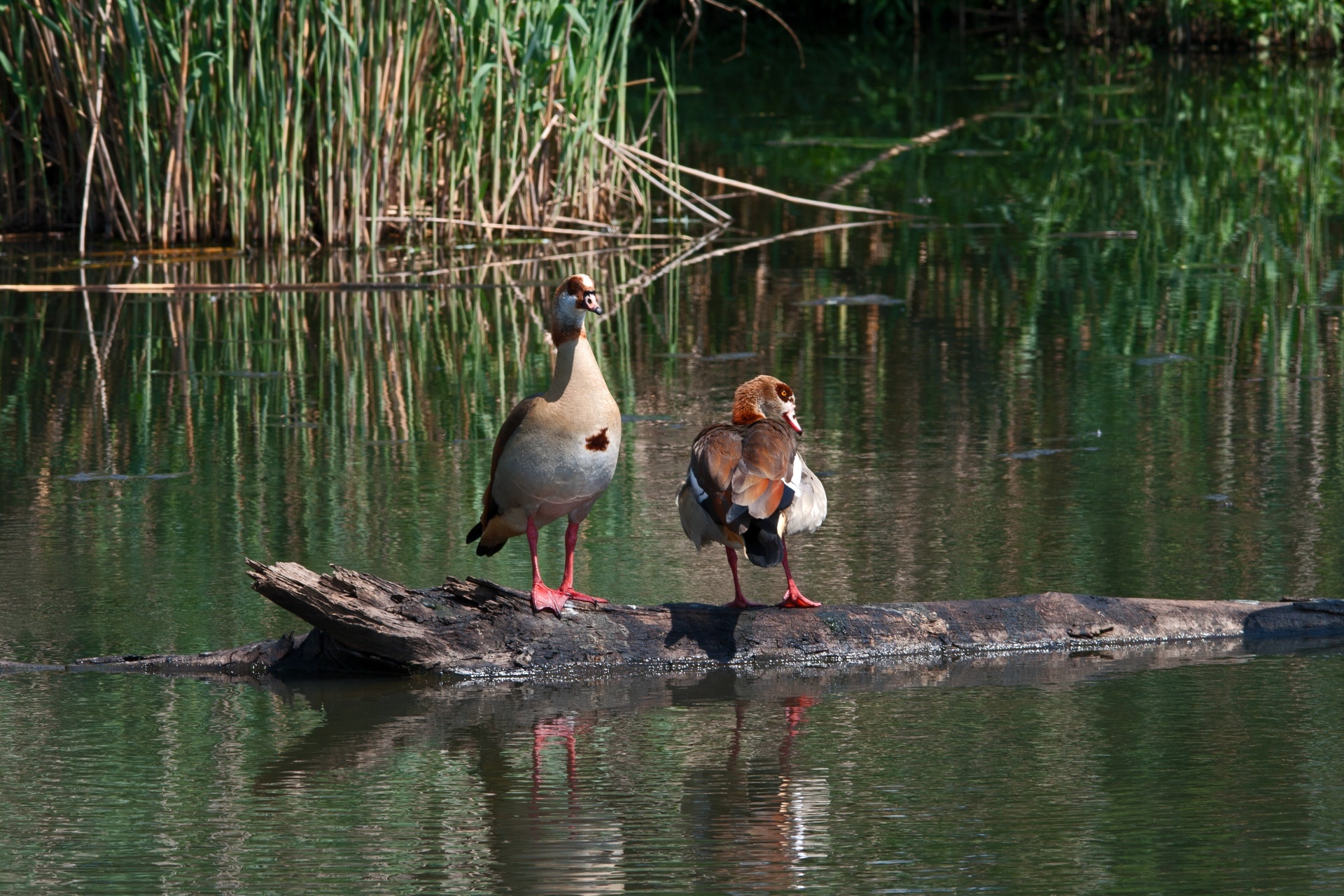A pair of egyptian geese on stump