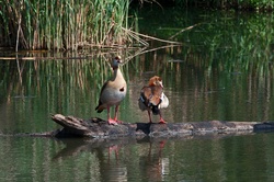 A pair of egyptian geese on stump