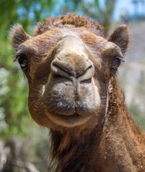 Camel portrait