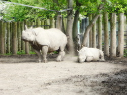 Chester Zoo