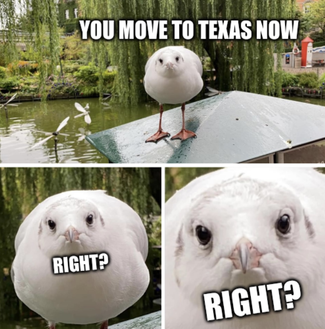 Judgmental Bird: You move to Texas now. Right? Right?