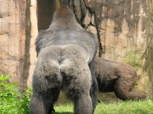 Gorilla bottom