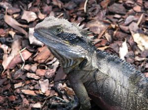 Lizard on the ground