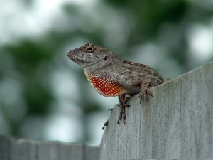 Male chameleon