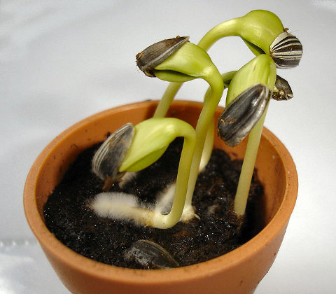 Sunflower seedlings