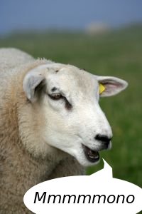 Sheep says mono