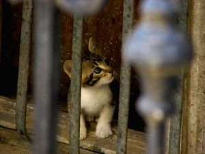 Kitten behind bars