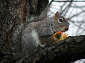 Squirrel with Apple