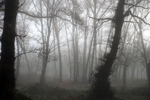 Foggy wood