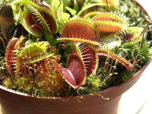 Dionaea