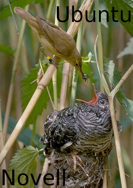 Reed warbler Cuckoo