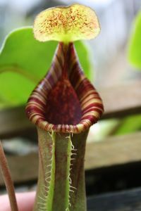 Pitcher plants