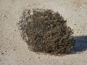 234844_new_mexico_tumbleweed.jpg