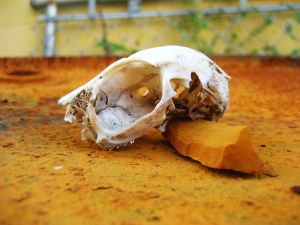 Rabbit skull