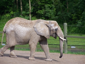 Elephant