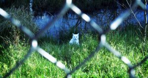 Cat behind the fence