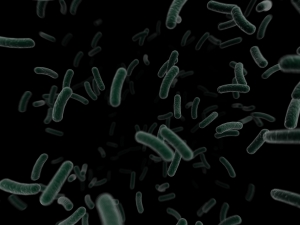 Bacteria