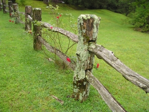 Mossy fence