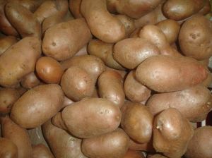 Batatas