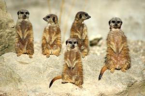 Meerkats