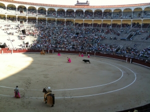 Bull fighting