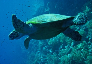 Sea turtle