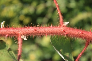 Wineberry