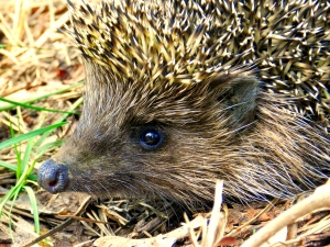 Wild hedgehog