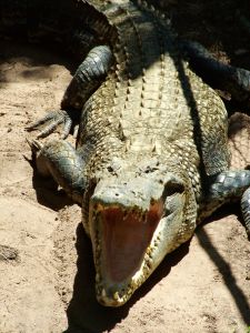 Crocodile